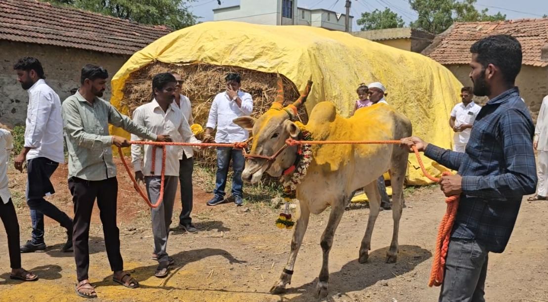 खेड तालुक्यातील पाचारणेवाडी येथील शेतकरी राजेंद्र पाचारणे यांनी तब्बल 21 लाखांना एका बैलाची खरेदी केली आहे. त्याचे नाव ‘किटली’ असे आहे. 