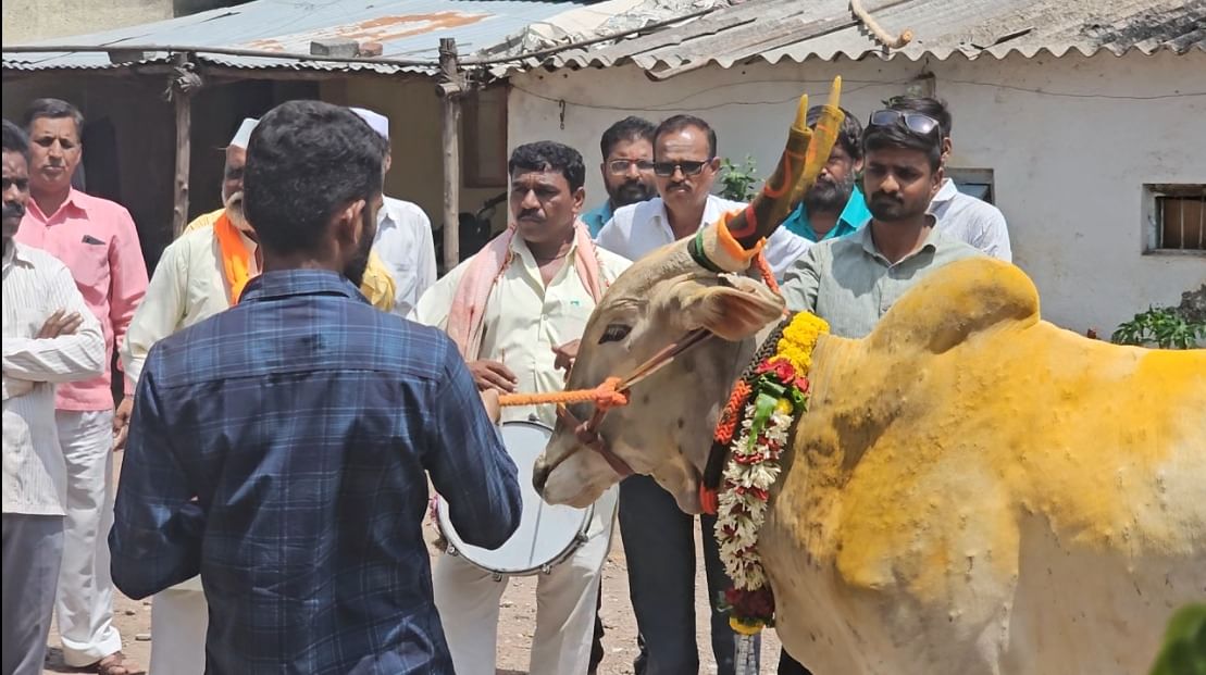 सध्या ग्रामीण भागातील अर्थकारणाचा महत्त्वाचा भाग असलेल्या या बैलगाडा शर्यतीमुळे सर्वत्र पुन्हा एकदा उत्साहाचे वातावरण आहे. बैलगाडा शर्यतीवरील बंदी हटवल्यानंतर बैलाच्या किंमतीत कमालीची वाढ झाली आहे.