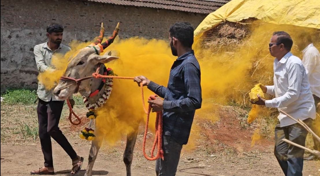 पुणे जिल्ह्यातील शेतकऱ्याची सध्या सोशल मीडियावर तुफान चर्चा सुरु आहे. त्याने  21 लाखांमध्ये ‘किटली’ नावाचा बैल खरेदी केला आहे. 