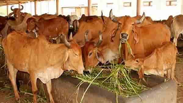 संतापजनक ! मुक्या जनावरांनाही नाही सोडलं, अंधाराचा फायदा घेत गाईवर ॲसिड हल्ला