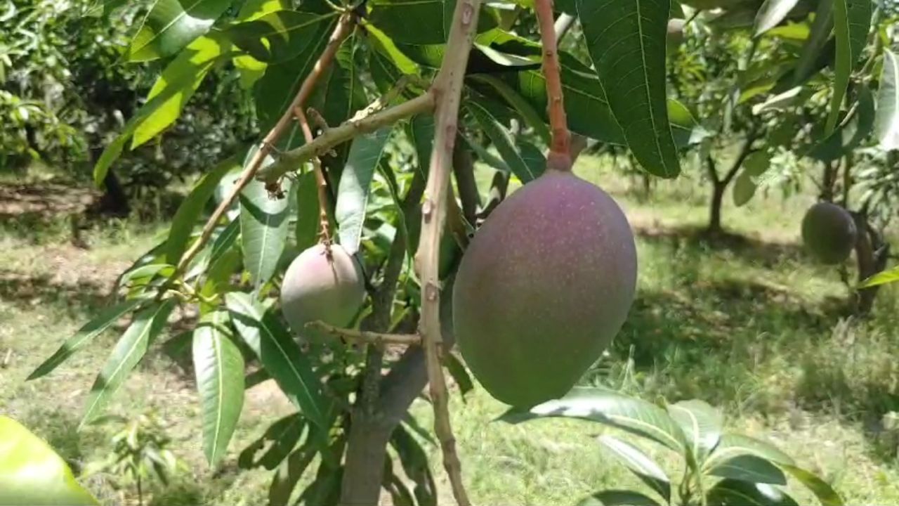 डॉग स्कॉड, CCTV... आंब्याला व्हीव्हीआयपीसारखी सुरक्षा, कारण काय