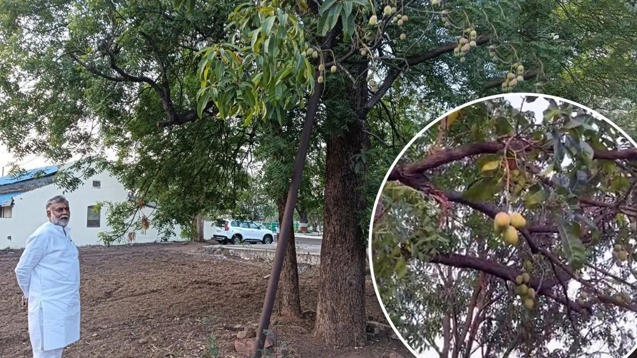 कडुलिंबाला लागलाय आंबा, मंत्र्याच्या बंगल्यात वेगळाच नजारा, पाहून सर्वच हैराण