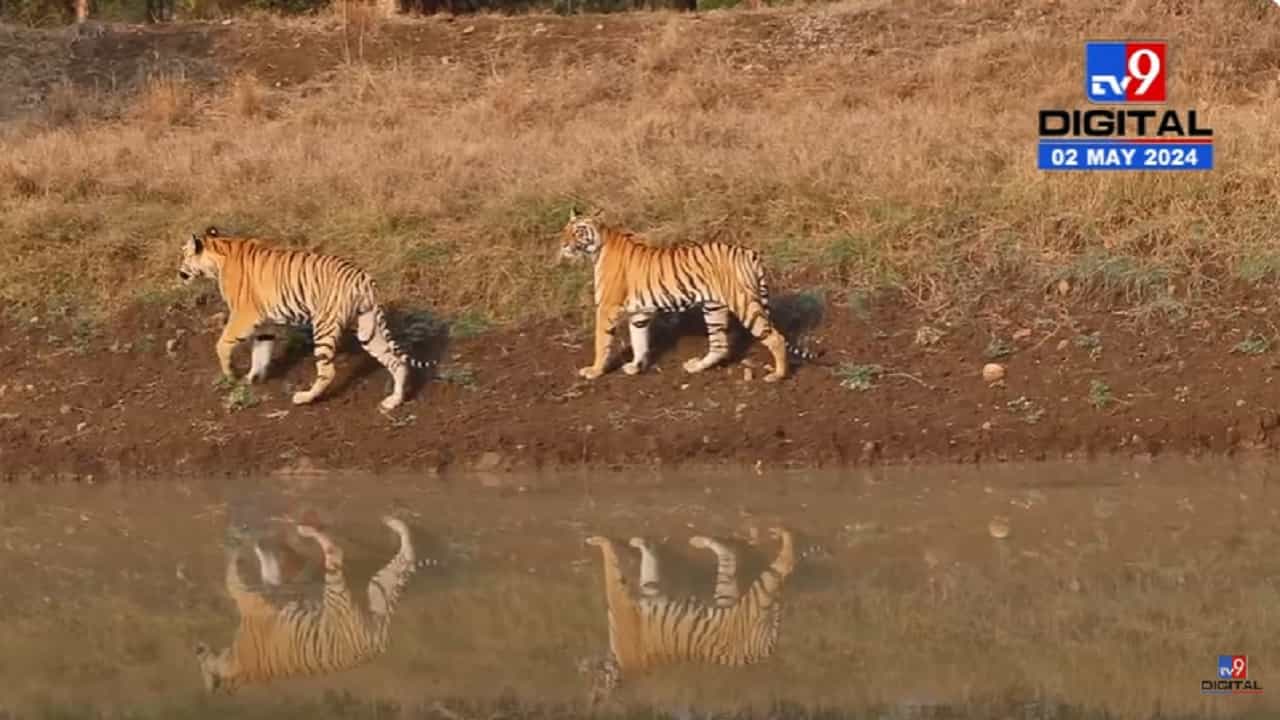 ताडोबातील वाघोबाच्या जोडप्याचा निवांत फेरफटका, असं अद्भूत दृश्य तुम्ही कधी बघितलंय?