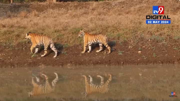 ताडोबातील वाघोबाच्या जोडप्याचा निवांत फेरफटका, असं अद्भूत दृश्य तुम्ही कधी बघितलंय? ताडोबातील वाघोबाच्या जोडप्याचा निवांत फेरफटका, असं अद्भूत दृश्य तुम्ही कधी बघितलंय?