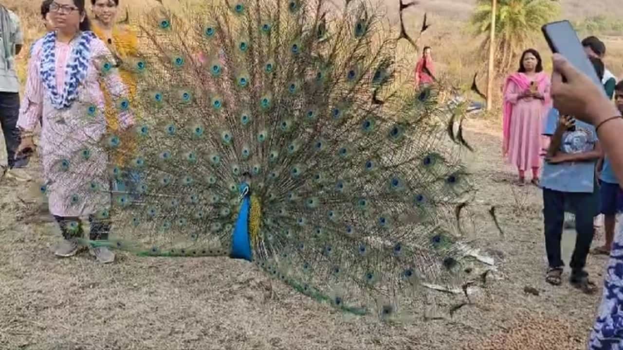 पिसारा फुलवणाऱ्या मोरासोबत कधी सेल्फी काढलाय? एकदा व्हिडीओ बघा, तुम्हीही म्हणाल... पिसारा फुलवणाऱ्या मोरासोबत कधी सेल्फी काढलाय? एकदा व्हिडीओ बघा, तुम्हीही म्हणाल...