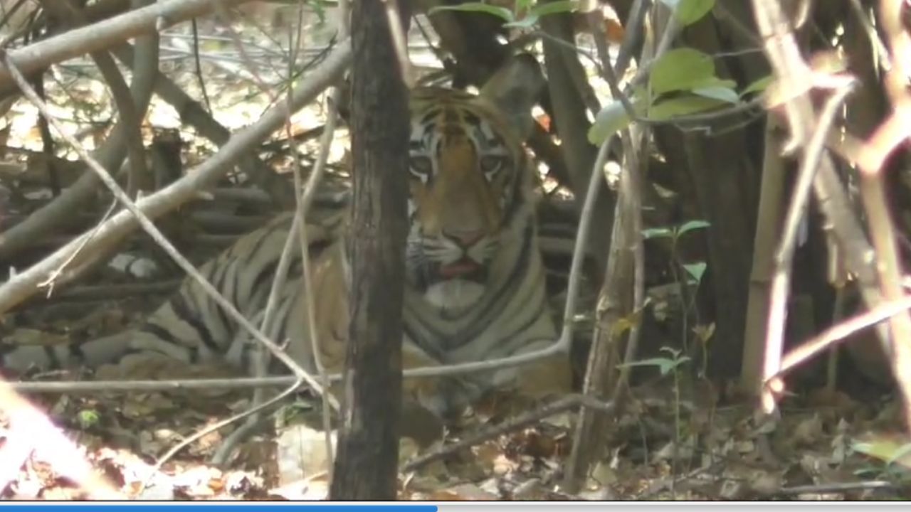 प्राणी गणना करण्यासाठी ताडोबा बफर क्षेत्रातील ७९ मचाण उभारण्यात आले होते. त्या ठिकाणी प्रत्येकी दोन निसर्गप्रेमींना संधी दिली होती. वन अधिकारी व क्षेत्रीय वन कर्मचाऱ्यांनी प्राणी गणना केली.