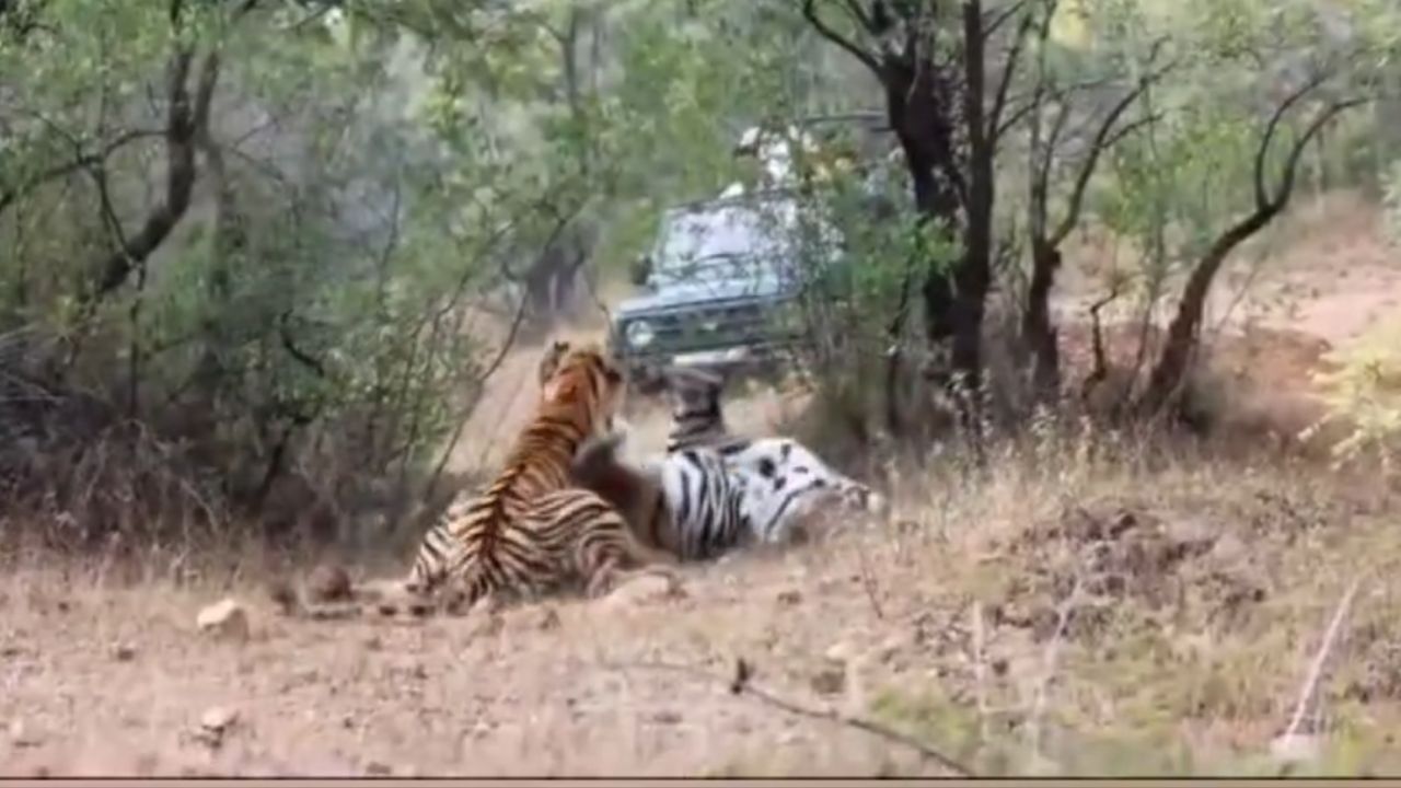 तलावाशेजारी असलेल्या तसेच पानवठ्याच्या शेजारच्या मचाणावर बसून निसर्गप्रेमींना पाणी पिण्यासाठी आलेल्या वाघ व बिबट्याचे मनसोक्त दर्शन घेण्याचा अनुभव याचि देही याचि डोळा आला. 