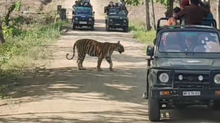तुम्ही कधी पाहिलंय का इतक्या जवळून वाघिणीला? टिपेश्वर अभयारण्यात पर्यटकांची सुट्टी वसूल तुम्ही कधी पाहिलंय का इतक्या जवळून वाघिणीला? टिपेश्वर अभयारण्यात पर्यटकांची सुट्टी वसूल