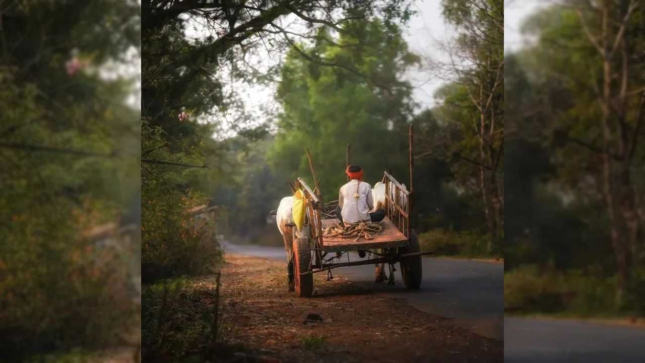 कोल्हापूर जिल्ह्यातील चांदोली हे गाव त्याच्या खोलवर रुजलेल्या ग्रामीण जीवनशैलीसाठी आणि आदरातिथ्यासाठी ओळखले जाते.तर तुम्ही कधी भेट देण्याचा विचार करत आहात?, असं म्हणत महाराष्ट्र टुरिझम या पेजवर हे खास फोटो शेअर करण्यात आले आहेत. 