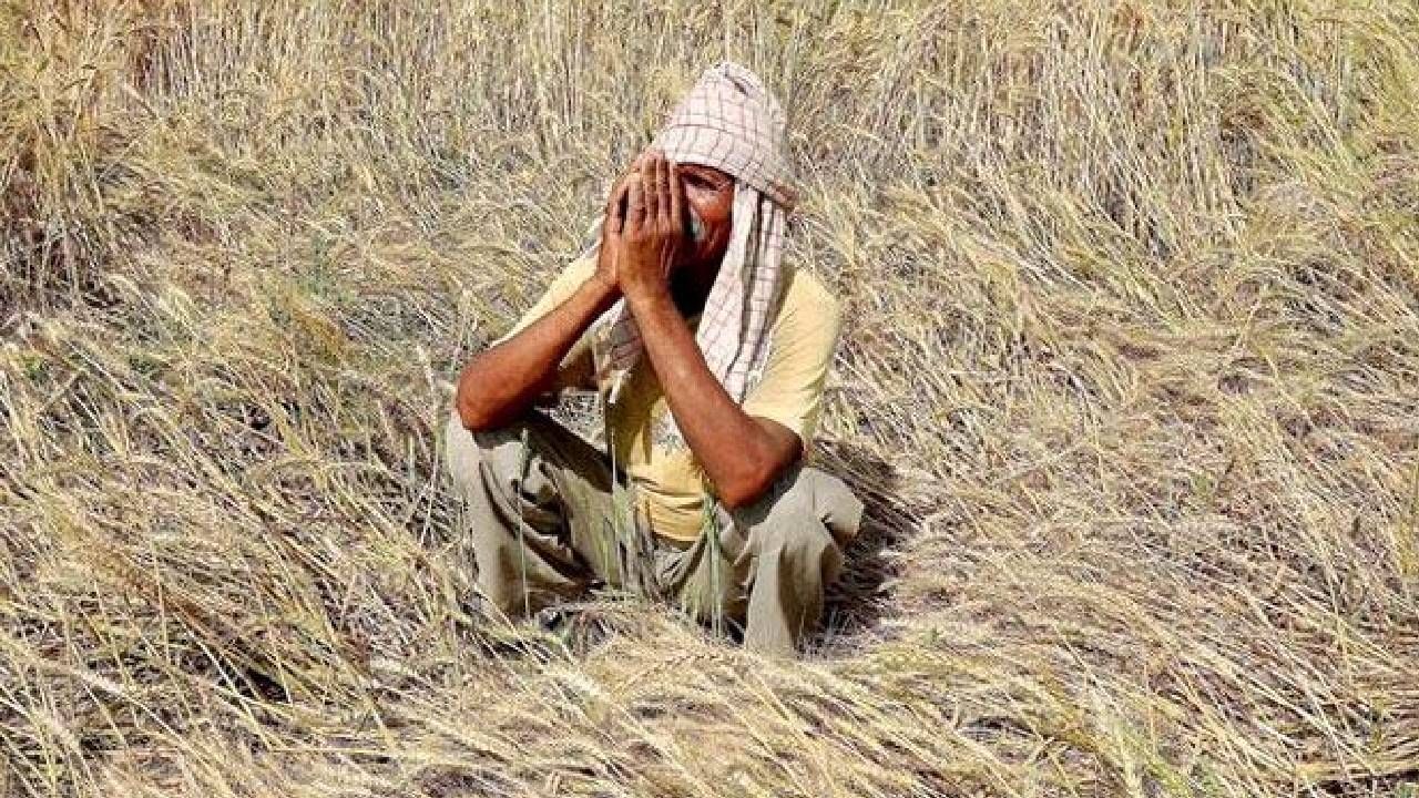 Farmer : राज्यावरील शेतकरी आत्महत्येचा कलंक काही पुसेना; आकडेवारीने वाढवली चिंता, या विभागात परिस्थिती बिकट