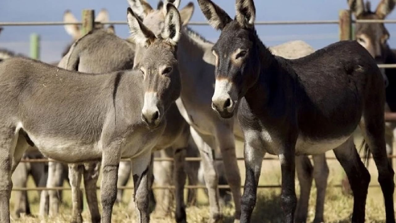 पाकिस्तानच्या बुडत्या अर्थव्यवस्थेला गाढवांचा आधार, या गाढवाचं चीनशी काय कनेक्शन ?