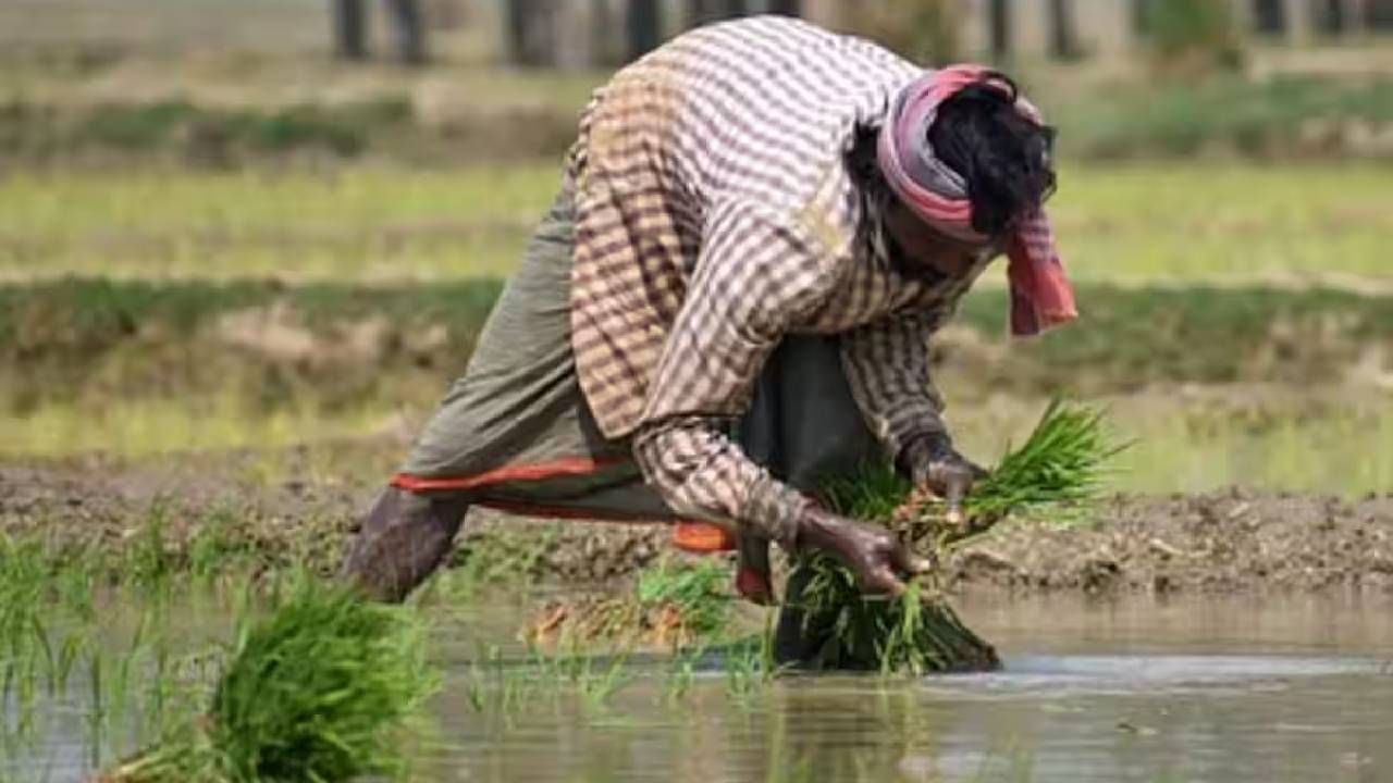 पीएम किसान योजनेत शेतकऱ्यांना केंद्र सरकार आर्थिक मदत करते. ही योजना मोदी सरकारने सुरु केली आहे. या योजनेतील सर्व लाभार्थी शेतकऱ्यांना  वार्षिक 6000 रुपयांची आर्थिक मदत देण्यात येते. 