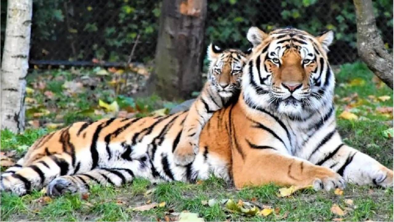 Tiger Death : जंगलाच्या राजावर राज्यात संकट; वाघांच्या मृत्यूचे प्रमाण वाढले, धक्कादायक कारण आले पुढे