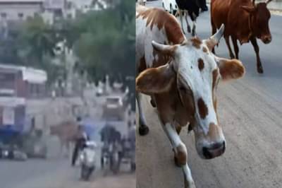 रस्त्यात दोन गायींची झुंज चाललेली, तो समोरुन बाईकवरुन येत होता, तितक्यात...मन सुन्न करणारी घटना