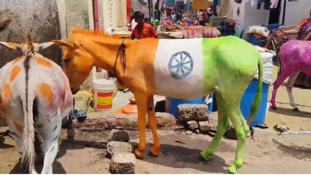 सर्व गाढवांना स्वच्छ अंघोळ घातली जाते, गाढवांना रंगरांगोटी करून त्यांची आरती केली जाते. त्यासोबतच त्यांना नैवेद्य देखील दाखवण्यात येतो.