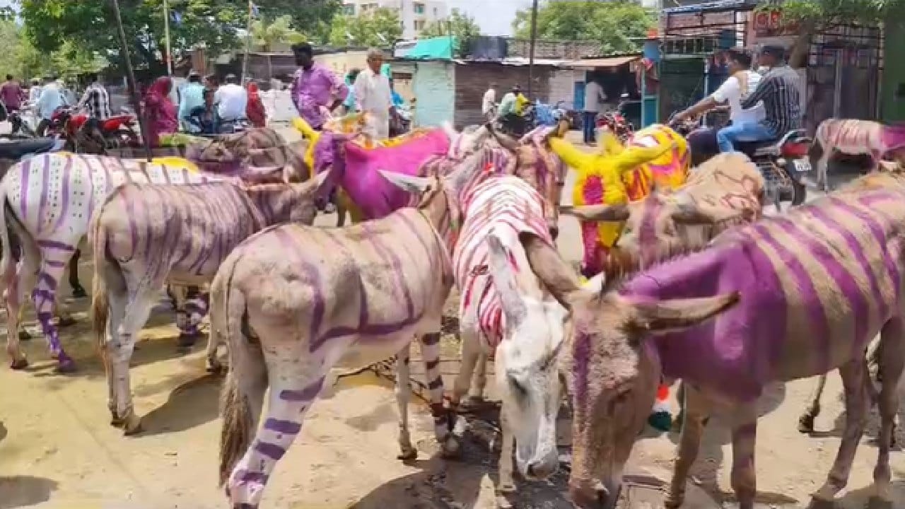 वर्षभर गाढवांनी केलेल्या कामाप्रति कृतज्ञता व्यक्त करण्यासाठी गाढव मालक हा सण साजरा करतात.