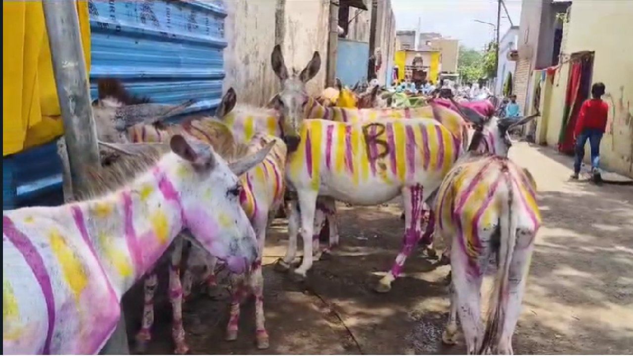 बैलपोळ्याप्रमाणे सोलापुरात गाढवांचा पोळा सण साजरा केला जातो. घर बांधकामाचे ओझे वाहण्यासाठी गाढवांचा वापर केला जातो.