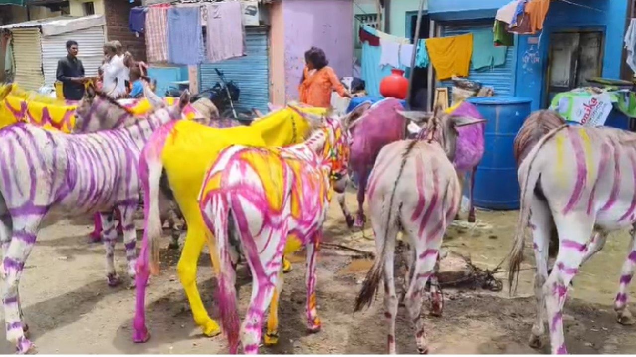 त्यामुळे गाढवांना शहरभर मुक्त सोडलेले असते. मात्र हा सण साजरा करण्यासाठी गाढव मालक हे मोकळे सोडण्यात आलेल्या गाढवांना एकत्र आणतात.