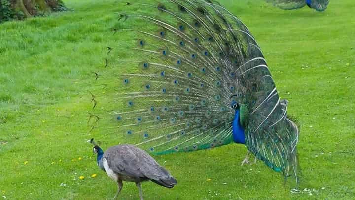 कोकणातील निसर्गाच्या सौंदर्याची भुरळ प्राण्यांनाही... भातशेतात मोर-लांडोरचा मनमुराद संचार कोकणातील निसर्गाच्या सौंदर्याची भुरळ प्राण्यांनाही... भातशेतात मोर-लांडोरचा मनमुराद संचार