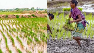 Agriculture Budget 2024 : विषमुक्त शेतीला प्राधान्य, नैसर्गिक शेतीसाठी काय योजना, शेतकऱ्यांसाठी बजेट काय केल्या घोषणा