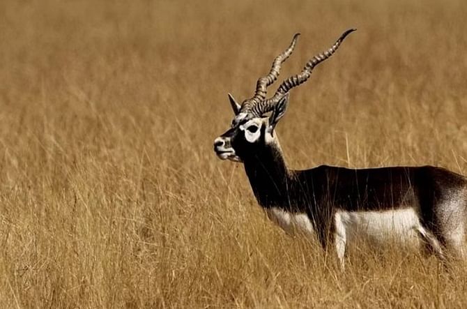 3 - Blackbuck काळवीट - काळवीट ( Indian Antelope) किंवा भारतीय मृग ही हरिणाची एक जात आहे. काळवीटाचे  प्रमाण शिकार आणि त्यांचा अधिवास नष्ट झाल्यामुळे कमी झाले आहे. त्यांची संख्या 1947 मध्ये सुमारे 80,000 होती, आता ती 8,000 पर्यंत घसरली आहे.काळवीटाच्या संवर्धनाचे प्रयत्न सुरु आहेत. त्यांना भटके कुत्रे,शेतीसाठी कीटकनाशकांचा वाढता वापर आणि वाहनांच्या वाढत्या संख्येने त्यांच्या  जीवाला धोका निर्माण झाला आहे.काळवीट हा प्राणी भारत,नेपाळ आणि पाकिस्तानात आढळतो. 