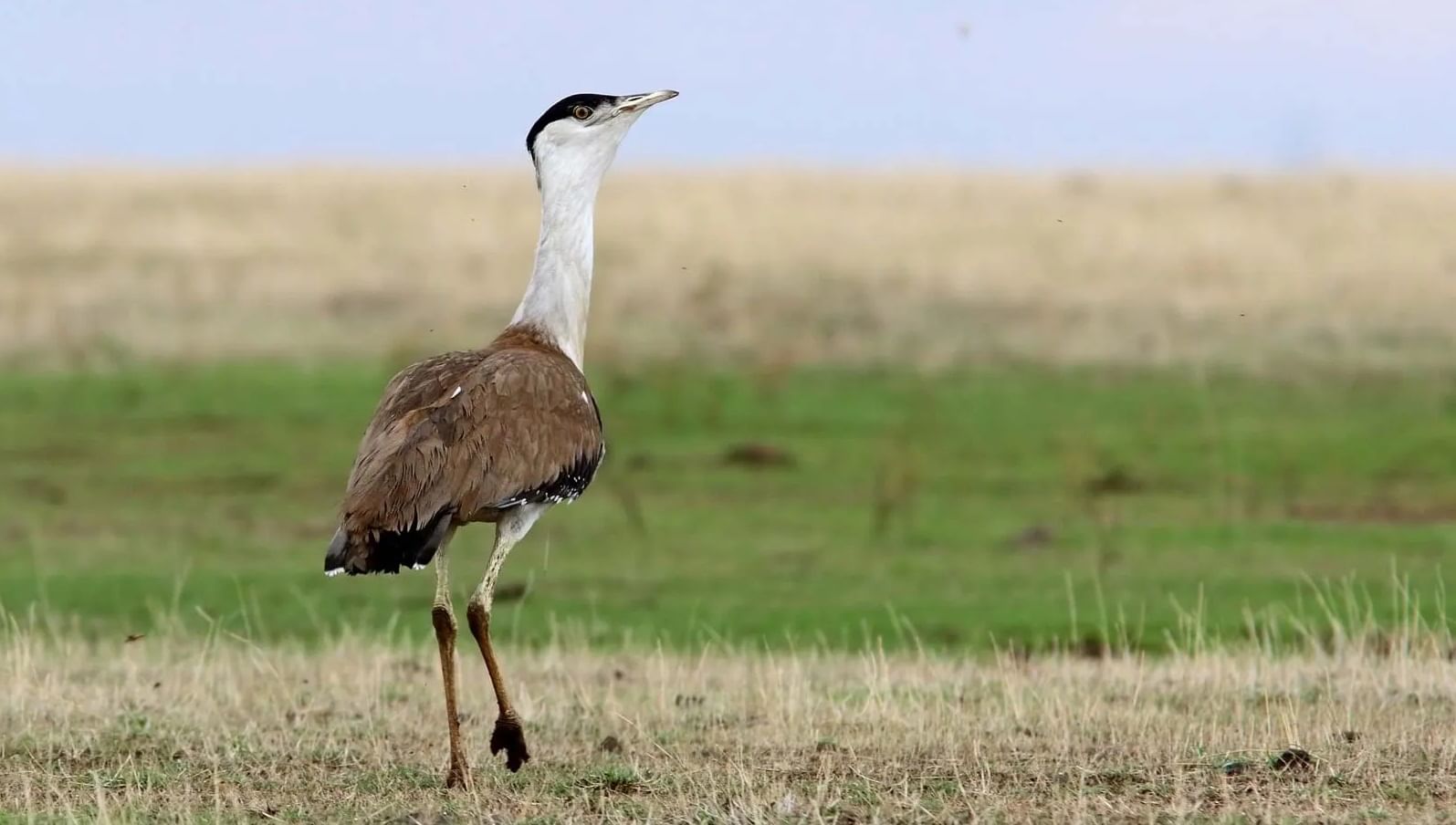 2 - ग्रेट इंडियन बस्टर्ड म्हणजेच 'माळढोक' ( Ardeotis nigriceps ) हे भारतात केवळ 100-250 उरले आहेत.हा राजस्थानचा राज्य पक्षी आहे. या पक्षाचे वजन तब्बल 15 ते 18 किलो असते. त्यांची उंची (3.3 फूट ) 1 मीटर असते,पखांची सहीत लांबी 210 ते 250 असते. जंगलाला लागणारे वणवे,चराऊ कुरणे नष्ट होणे, वीजेचे मनोरे आणि वीज वाहिन्याचे वाढते जाळे, पवन चक्क्या म्हणजेच थोडक्यात शहरीकरणामुळे पक्ष्यांची ही जमात नष्ट होण्याच्या उंबरठ्यावर आहे. हे पक्षी मुख्यत: राजस्थानात आढळतात गुजरात, महाराष्ट्र ,मध्य प्रदेश आणि कर्नाटकात तुरळक प्रमाणात शिल्लक आहेत. या पक्षातील नराने काढलेला विशिष्ट प्रकारचा आवाज 500 मीटर्सहून देखील ऐकायला येतो. हाराष्ट्रात हा पक्षी साधारणपणे दुष्काळी जिल्ह्यांमध्ये म्हणजे सोलापूर, अहमदनगर, नागपूर आणि बीड जिल्ह्यात आढळतो.सोलापूरजवळ नान्नज अभयारण्य येथे या पक्ष्यासाठी संरक्षित अभयारण्य स्थापन केले आहे.हे महाराष्ट्रातील आकाराने सर्वात मोठे अभयारण्य आहे.