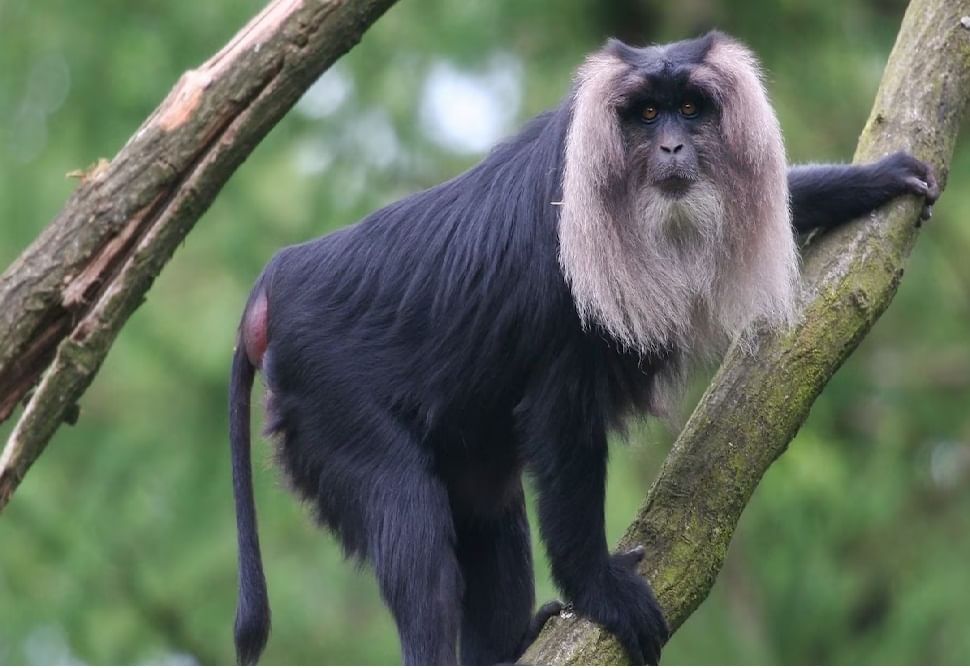 1 - लायन टेल मकाक्यू  (Lion-tailed Macaque)- हे जगातील सर्वात धोक्यात असलेल्या प्राण्यापैकी एक आहेत. जगात ही माकडे अंदाजे 2,500 शिल्लक राहीली आहेत. या माकडांच्या माने भोवताळच्या वैशिष्ट्यपूर्ण लांब काळ्या केसांमुळे आणि शेपटीमुळे त्याला लायन टेल मकाक्यू माकड म्हटले जात असते. ही माकडे सर्वभक्षी असतात त्यांना आहारात फळे, कीटक आणि लहान प्राणी देखील ते खातात.लहान-लहान गटात ते सामाजिकपणे मिसळून एकत्र राहतात. भरमसाठ जंगलतोड आणि शेतीमुळे यांच्या अधिवासाचे नुकसान झाल्याने त्यांच्या अस्तित्वासाठी धोका निर्माण झाला आहे. या माकडांसाठी संरक्षित वने तयार न केल्यास ते केवळ चित्रात पाहण्याची वेळ लवकरच येईल असे म्हटले जात आहे.