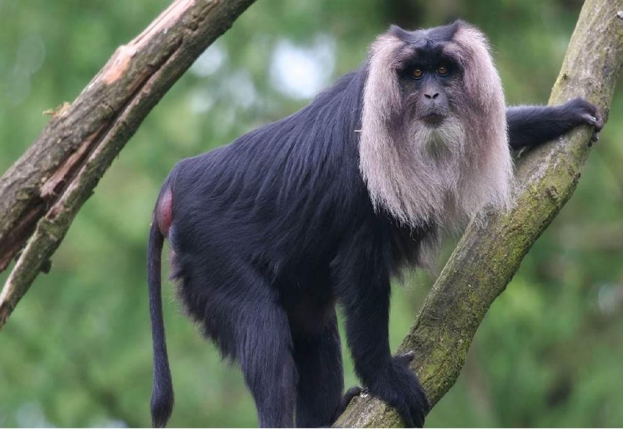 1 - लायन टेल मकाक्यू  (Lion-tailed Macaque)- हे जगातील सर्वात धोक्यात असलेल्या प्राण्यापैकी एक आहेत. जगात ही माकडे अंदाजे 2,500 शिल्लक राहीली आहेत. या माकडांच्या माने भोवताळच्या वैशिष्ट्यपूर्ण लांब काळ्या केसांमुळे आणि शेपटीमुळे त्याला लायन टेल मकाक्यू माकड म्हटले जात असते. ही माकडे सर्वभक्षी असतात त्यांना आहारात फळे, कीटक आणि लहान प्राणी देखील ते खातात.लहान-लहान गटात ते सामाजिकपणे मिसळून एकत्र राहतात. भरमसाठ जंगलतोड आणि शेतीमुळे यांच्या अधिवासाचे नुकसान झाल्याने त्यांच्या अस्तित्वासाठी धोका निर्माण झाला आहे. या माकडांसाठी संरक्षित वने तयार न केल्यास ते केवळ चित्रात पाहण्याची वेळ लवकरच येईल असे म्हटले जात आहे.