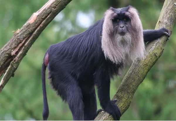 1 - लायन टेल मकाक्यू (Lion-tailed Macaque)- हे जगातील सर्वात धोक्यात असलेल्या प्राण्यापैकी एक आहेत. जगात ही माकडे अंदाजे 2,500 शिल्लक राहीली आहेत. या माकडांच्या माने भोवताळच्या वैशिष्ट्यपूर्ण लांब काळ्या केसांमुळे आणि शेपटीमुळे त्याला लायन टेल मकाक्यू माकड म्हटले जात असते. ही माकडे सर्वभक्षी असतात त्यांना आहारात फळे, कीटक आणि लहान प्राणी देखील ते खातात.लहान-लहान गटात ते सामाजिकपणे मिसळून एकत्र राहतात. भरमसाठ जंगलतोड आणि शेतीमुळे यांच्या अधिवासाचे नुकसान झाल्याने त्यांच्या अस्तित्वासाठी धोका निर्माण झाला आहे. या माकडांसाठी संरक्षित वने तयार न केल्यास ते केवळ चित्रात पाहण्याची वेळ लवकरच येईल असे म्हटले जात आहे.