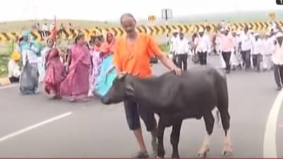 संदेह गमला… रेडा कैसा बोलविला… जगद्गुरु तुकोबांच्या पालखीत चालणारा रेडा पाहिला काय?