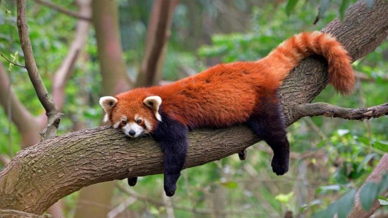 5 - लाल पांडा ( Red Panda ) - लाल पांडा किंवा लाल अस्वल किंवा मांजर म्हणूनही त्याचे नाव पडले आहे.हा पूर्व हिमालय आणि नैऋत्य चीनमध्ये आढळणारा एक लहान अर्बोरियल सस्तन प्राणी आहे.भारतात हा प्राणी सिक्कीम, अरुणाचल प्रदेश आणि पश्चिम बंगालच्या काही भागात आढळतो.लाल पांडा हे दुर्मिळ असून ते  समशीतोष्ण जंगलात 2,200 ते 4,800 मीटर उंचीवर राहतात आणि थंडीपासून संरक्षण करण्यासाठी त्यांची त्वचा जाड असून त्यावर फर असते. प्रामुख्याने बांबू,फळे,बेरी आणि कीटक ते खातात. वाढत्या शहरीकरण आणि शिकारीने त्यांचा अधिवास नष्ट झाला आहे.त्यांच्या संवर्धनाचे प्रयत्न सुरु आहेत. 