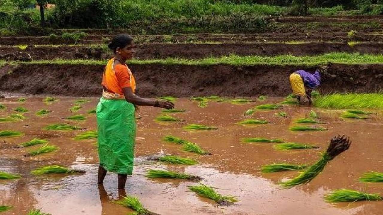 महाराष्ट्राच्या पर्यटन विभागाने काही फोटो सोशल मीडियावर शेअर केले आहेत. फोटोग्राफर रोशनी शाह यांनी टिपलेले हे फोटो महाराष्ट्रा पर्यटन विभागाच्या सोशल मीडियावर शेअर करण्यात आलेत. 