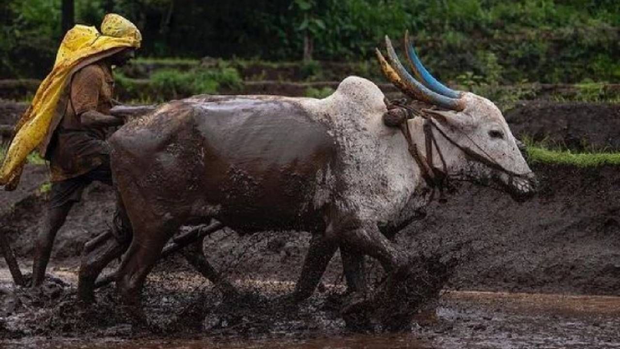 पावसाळा सुरु झाला की शेतात पेरणीची कामं सुरु होतात. शेतात बैलांच्या घुंगरांचा आवाज घुमू लागतो. चहू बाजूला पसरलेली हिरवळ अन् त्यात राबत असणारा बळीराजा.... हे दृश्य मनाल सुखावणारं आहे. 