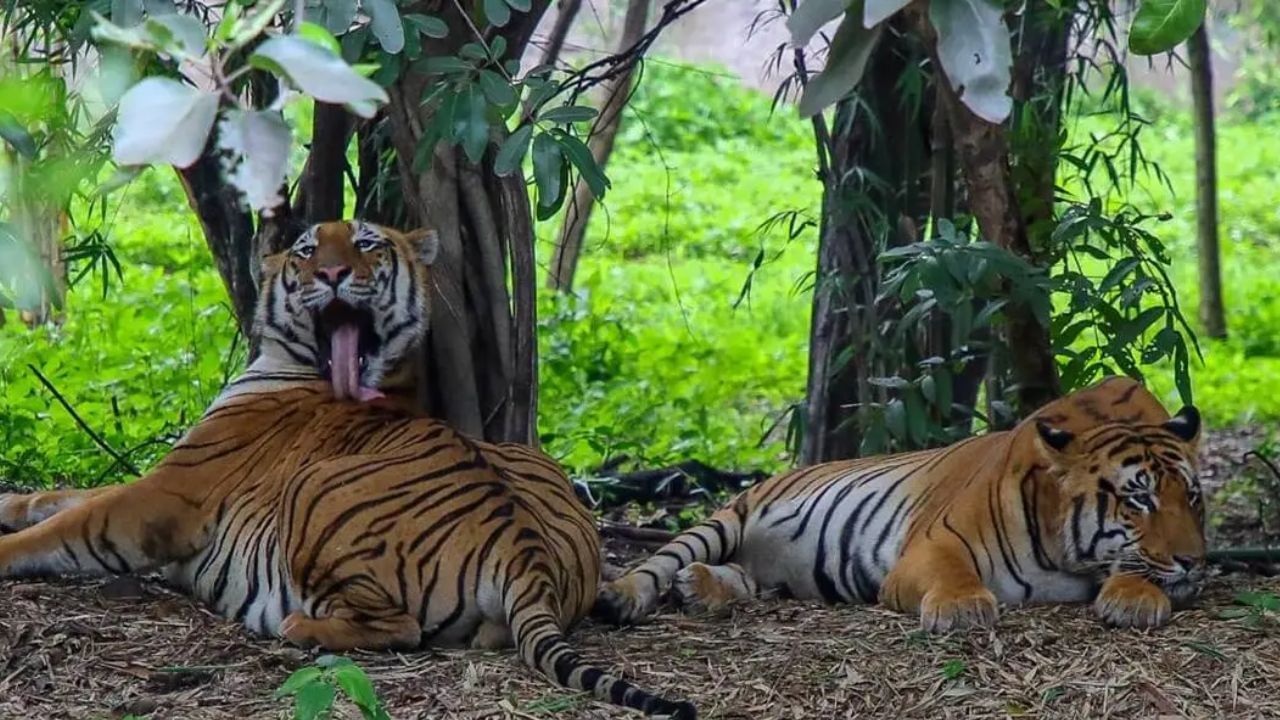 संघर्षाचा हा आलेख दशकाहून अधिक काळापासून वाढत असताना केवळनिधीत सातत्याने वाढ करण्याव्यतिरिक्त ठोस उपाययोजना झालेल्या दिसत नाहीत. संघर्षात वन्यप्राण्यांचेही जीव जातात. १ जानेवारी ते ३० जून या सहा महिन्यांच्या कालावधीत भारतात एकूण ७६ वाघ मृत्यूमुखी पडले.