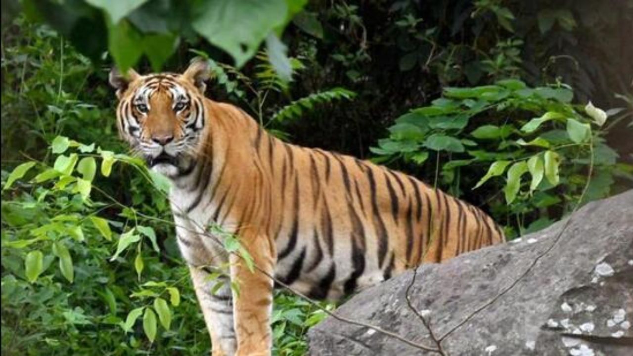 महाराष्ट्रात वाघाच्या हल्ल्यात सर्वाधिक मृत्यू झाल्यामुळे व्याघ्रसंवर्धन उपाययोजनांबाबत गंभीर प्रश्नचिन्ह उपस्थित झाले आहेत. त्यावर सरकारकडून उपाययोजना अपेक्षित आहे. 