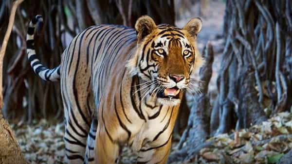 महाराष्ट्रात वाघ आणि बिबटेच नव्हे, तर अस्वल आणि इतर प्राण्यांच्या हल्ल्यातही मानवी मृत्यूचे प्रमाण वाढत आहे. जानेवारी २०१८ ते फेब्रुवारी २०२४ या कालावधीत वन्यप्राण्यांच्या हल्ल्यात ४२६ मानवी मृत्यू आणि तीन हजार २२५ जण जखमी झाले.