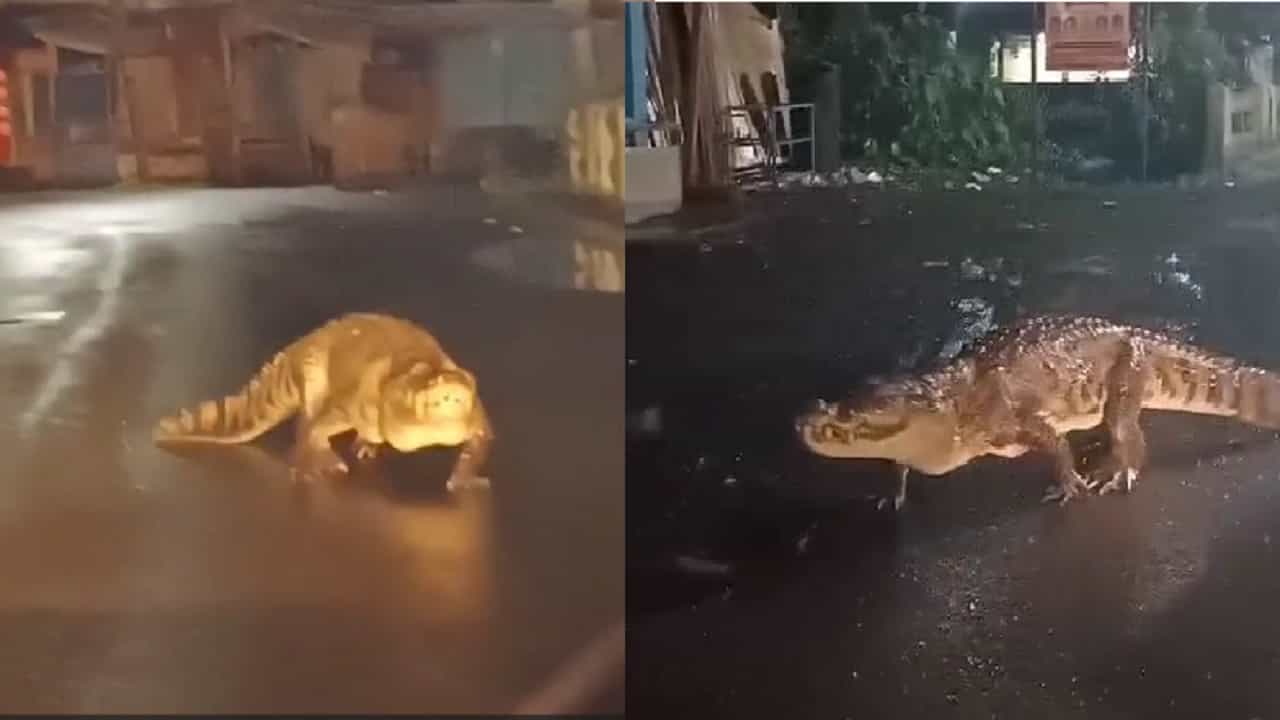 थेट भर रस्त्यावरच महाकाय मगरीचा 'कॅटवॉक', नागरिकांमध्ये एकच खळबळ, बघा थरारक व्हिडीओ