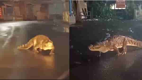 थेट भर रस्त्यावरच महाकाय मगरीचा ‘कॅटवॉक’, नागरिकांमध्ये एकच खळबळ, बघा थरारक व्हिडीओ