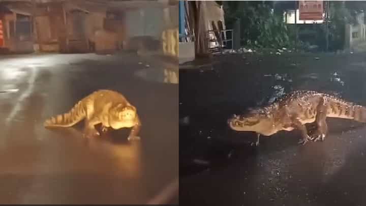 थेट भर रस्त्यावरच महाकाय मगरीचा 'कॅटवॉक', नागरिकांमध्ये एकच खळबळ, बघा थरारक व्हिडीओ थेट भर रस्त्यावरच महाकाय मगरीचा 'कॅटवॉक', नागरिकांमध्ये एकच खळबळ, बघा थरारक व्हिडीओ