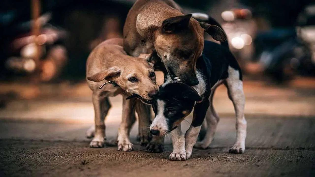 माणुसकी मेली, कुत्र्याला हॉकी स्टिकने मारलं, डोळे फोडले, कचऱ्याच्या गाडीत फेकलं, महाराष्ट्रात कुठे घडलं?