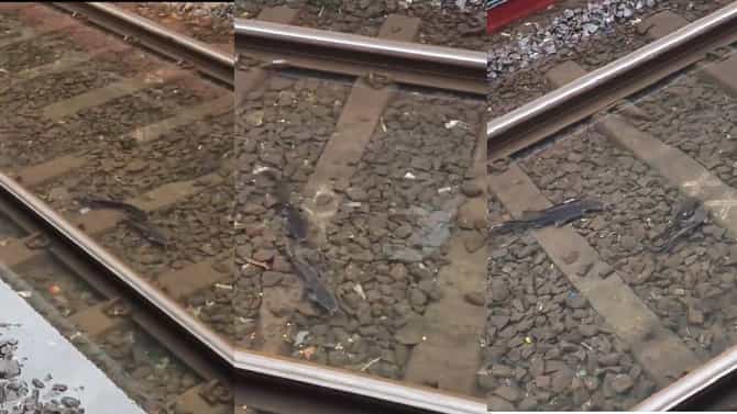 Video : रेल्वे रुळावरच माशांचा मुक्त संचार; मुंबईतील व्हिडीओ तुफान व्हायरल