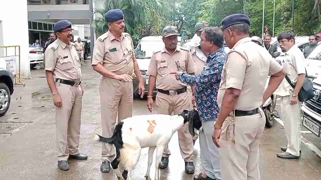 बकरी पडली आजारी, बकरीला घेऊन इसम थेट पालिकेत, केडीएमसी मुख्यालयात अजब प्रकार