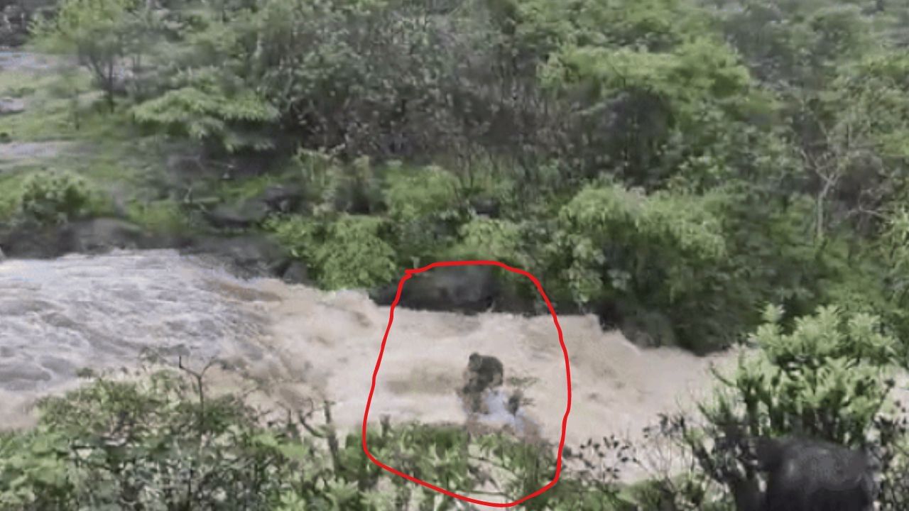 लोणावळा भुशी डॅम्पवरील पर्यटक वाहण्याचा थरारक व्हिडिओ, अंगावर शहारे आणणारी घटना पाहून तुम्हाला बसेल हादरा