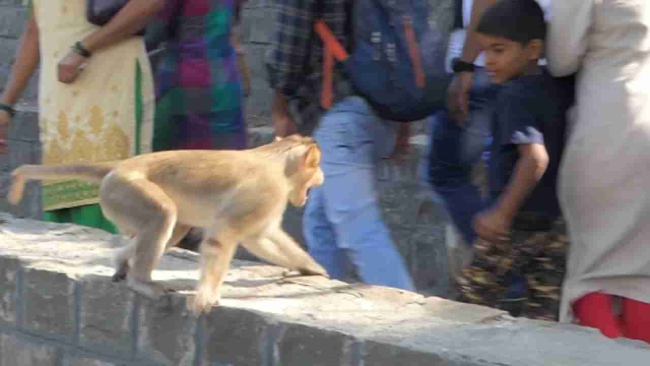 Viral Video | लहान मुलावर माकडांचा निर्दयी हल्ला; नेटिझन्स संतापून म्हणाले, ते त्यांचे मूल असते तर?