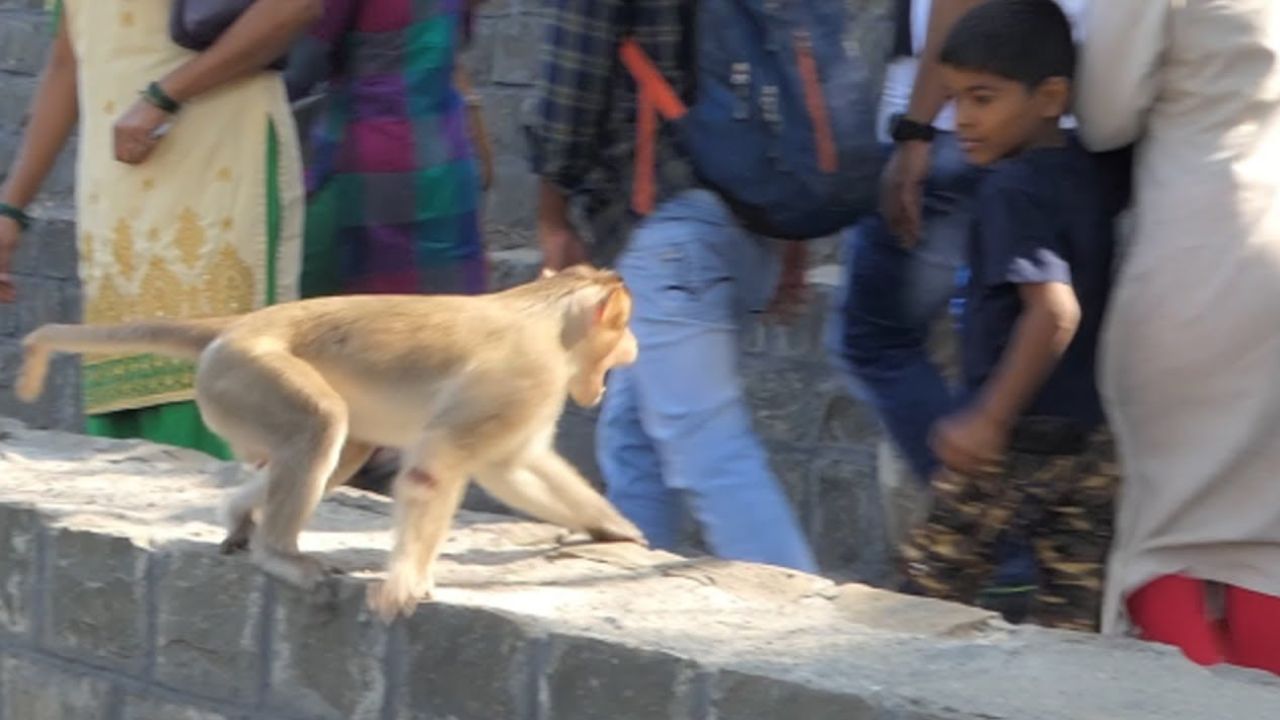 Viral Video | लहान मुलावर माकडांचा निर्दयी हल्ला; नेटिझन्स संतापून म्हणाले, 'ते त्यांचे मूल असते तर?'