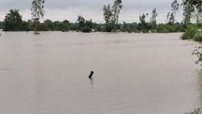 राज्यात काही भागांत मुसळधार, काही ठिकाणी प्रतिक्षा, 17 जिल्ह्यांमध्ये सरासरी, विदर्भात पूरच पूर