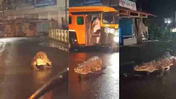 कोकणात मुसळधार पाऊस, रस्त्यांना नदीचे स्वरुप, मगरींचा रस्त्यांवरुन थाटात वावर, पाहा व्हिडिओ...