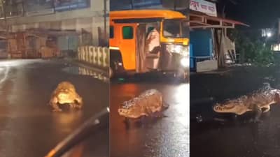 कोकणात मुसळधार पाऊस, रस्त्यांना नदीचे स्वरुप, मगरींचा रस्त्यांवरुन थाटात वावर, पाहा व्हिडिओ...