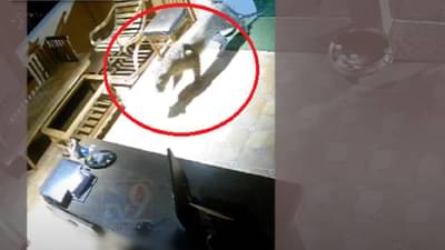 दबक्या पावलानं आला अन् काही कळण्याच्या आत त्याने कुत्र्याला… पाहा CCTV फुटेज