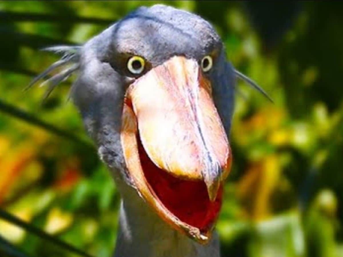 shoebill-bird-1-2024-03-642ff127444d3f673ef83452192b0f13